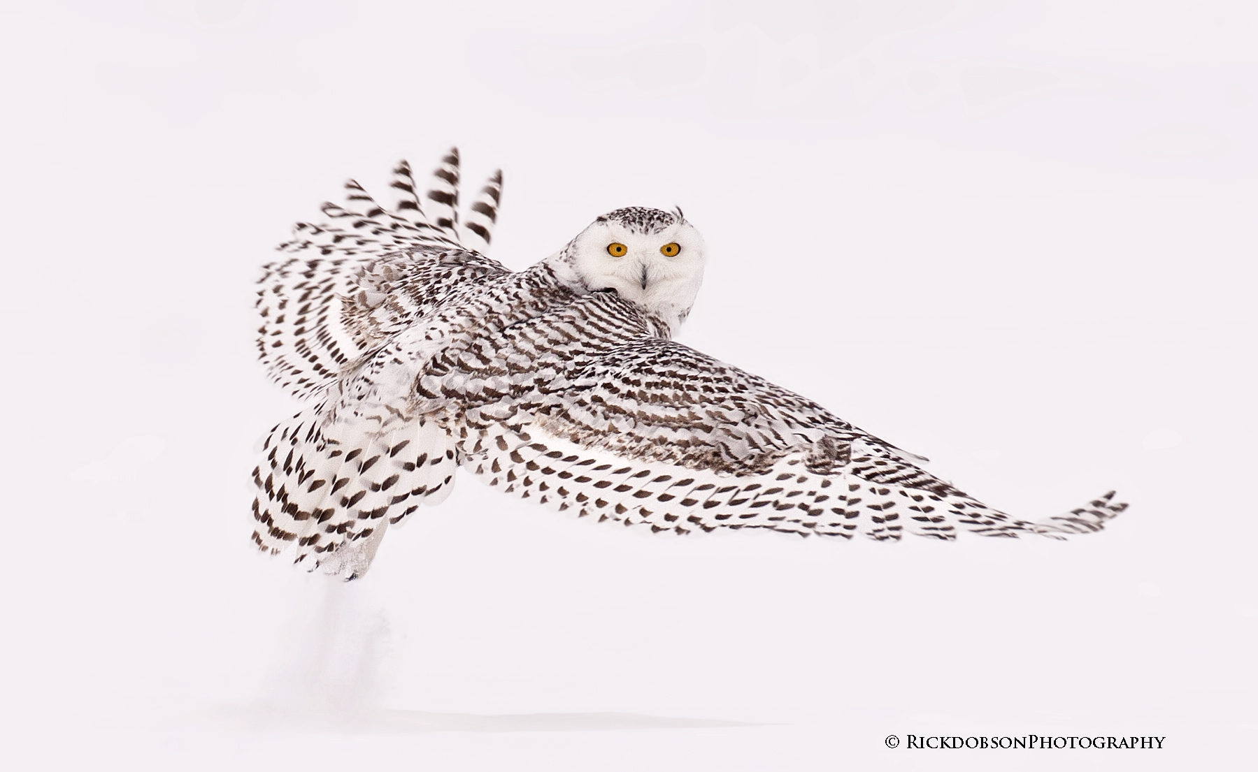 Snowy Owl Photography Workshop Images